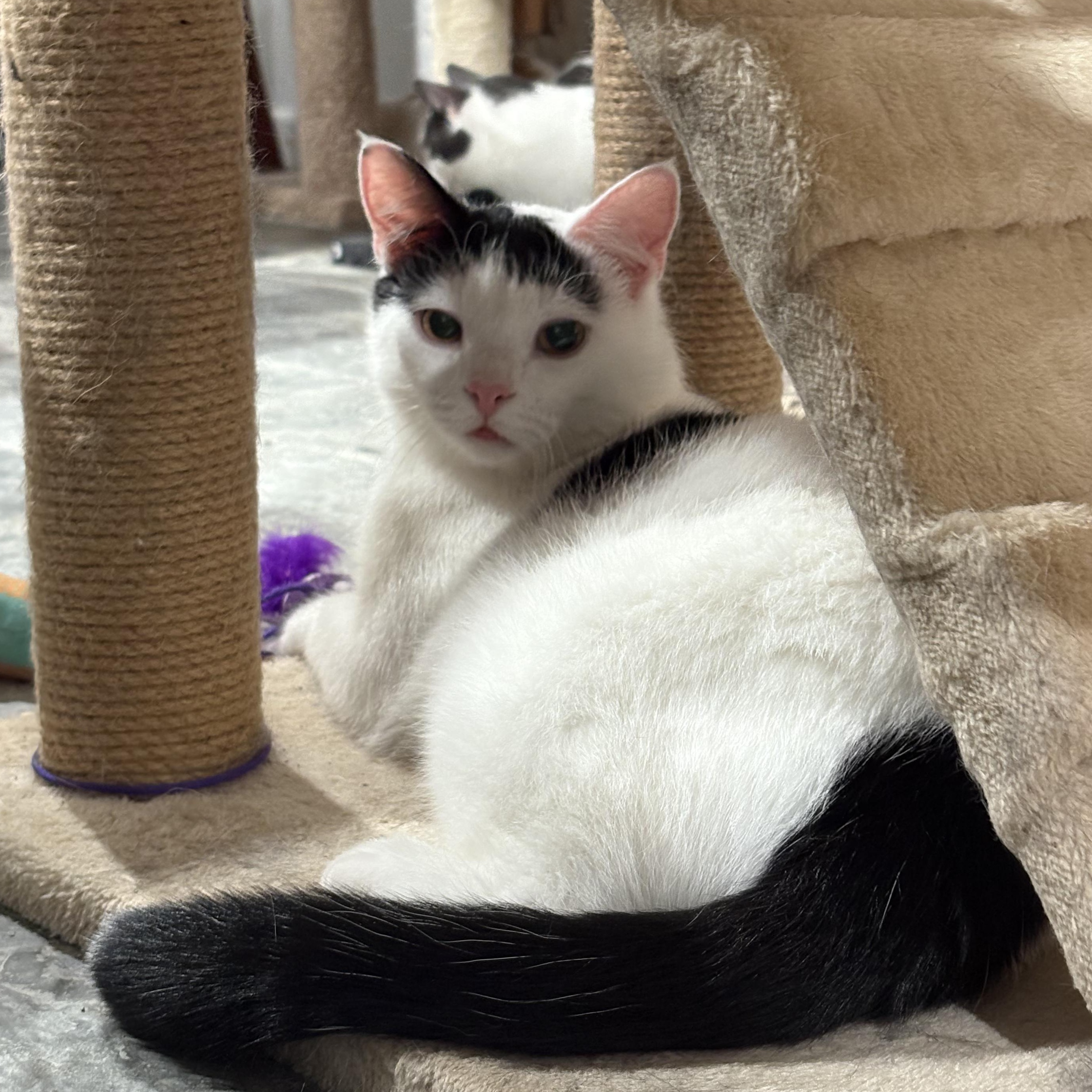 Pickles, a Adoptable Domestic Short Hair in North Huntingdon, PA image 2/6