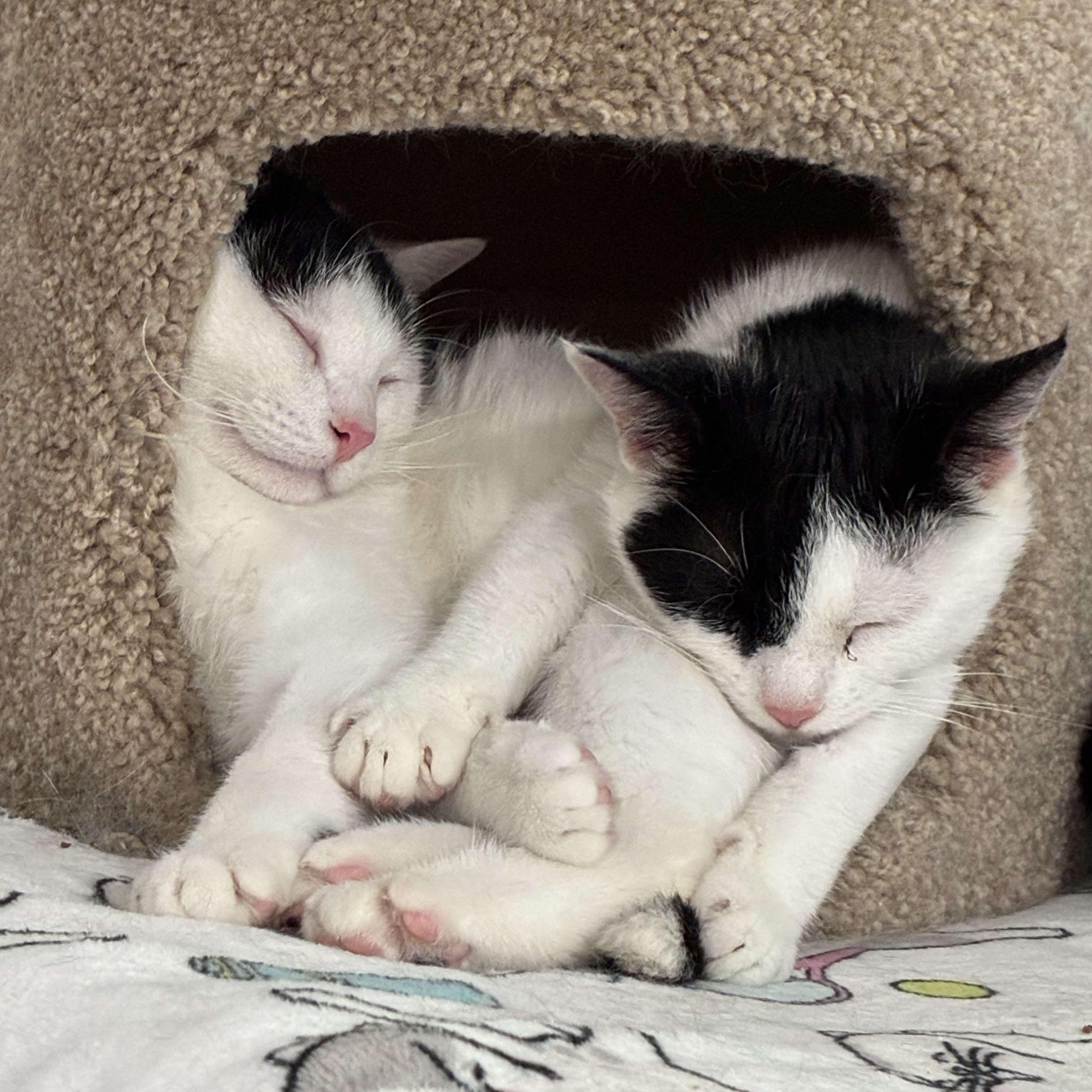 Pickles, a Adoptable Domestic Short Hair in North Huntingdon, PA image 5/6