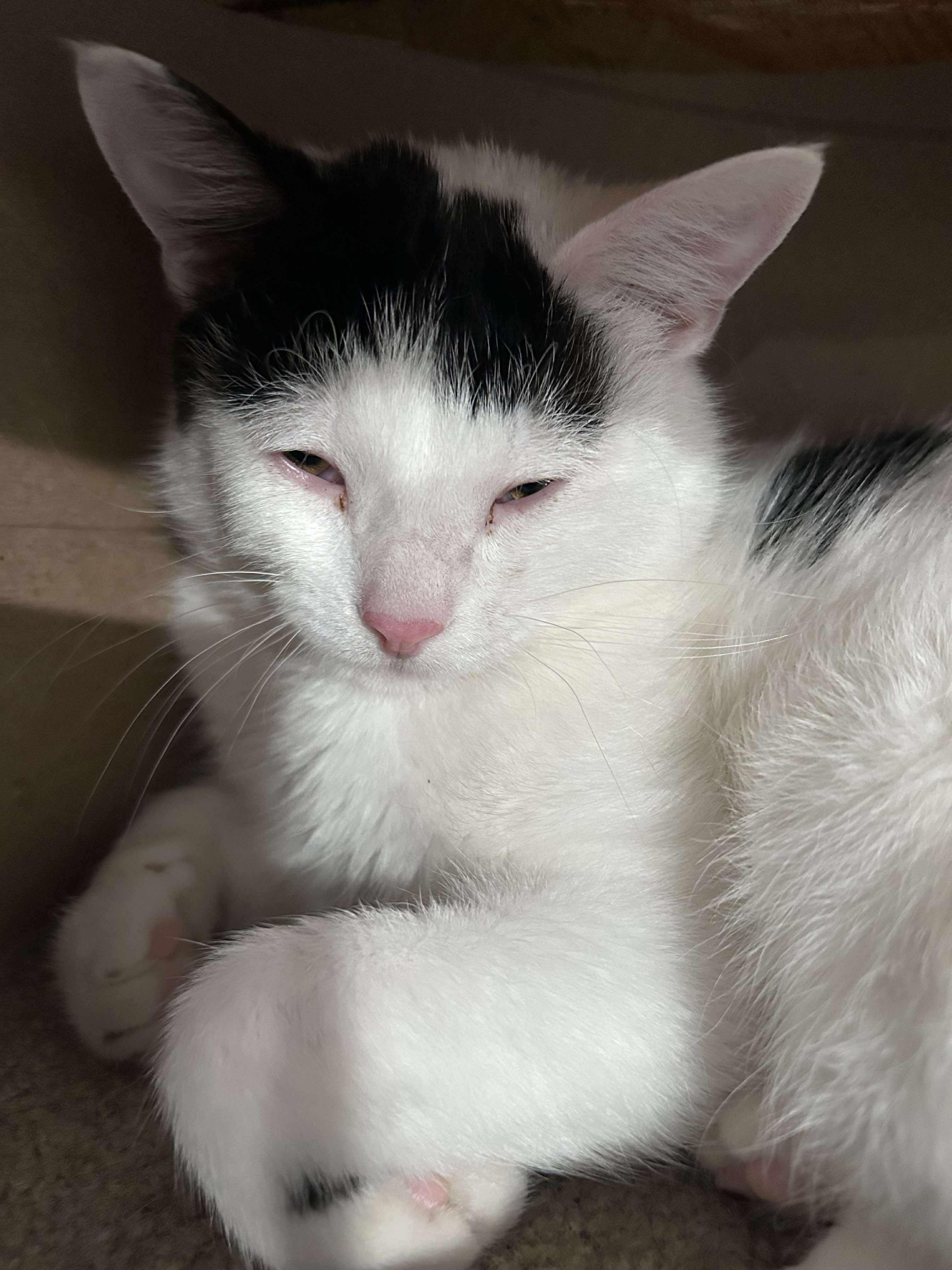 Pickles, a Adoptable Domestic Short Hair in North Huntingdon, PA image 6/6