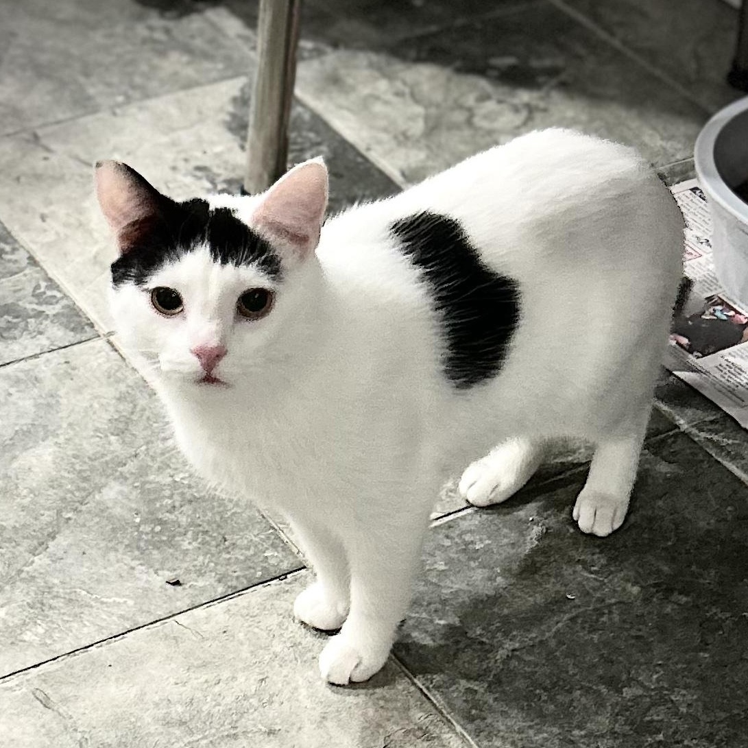 Pickles, a Adoptable Domestic Short Hair in North Huntingdon, PA image 3/6