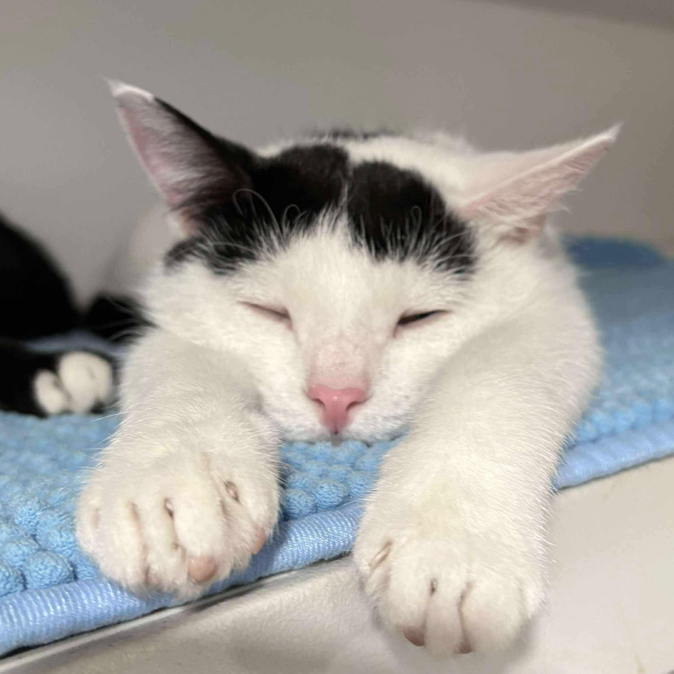 Pickles, Adoptable, Young Male Domestic Short Hair.