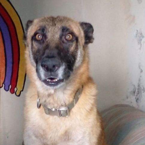 Tesla, Adult Male German Shepherd Dog