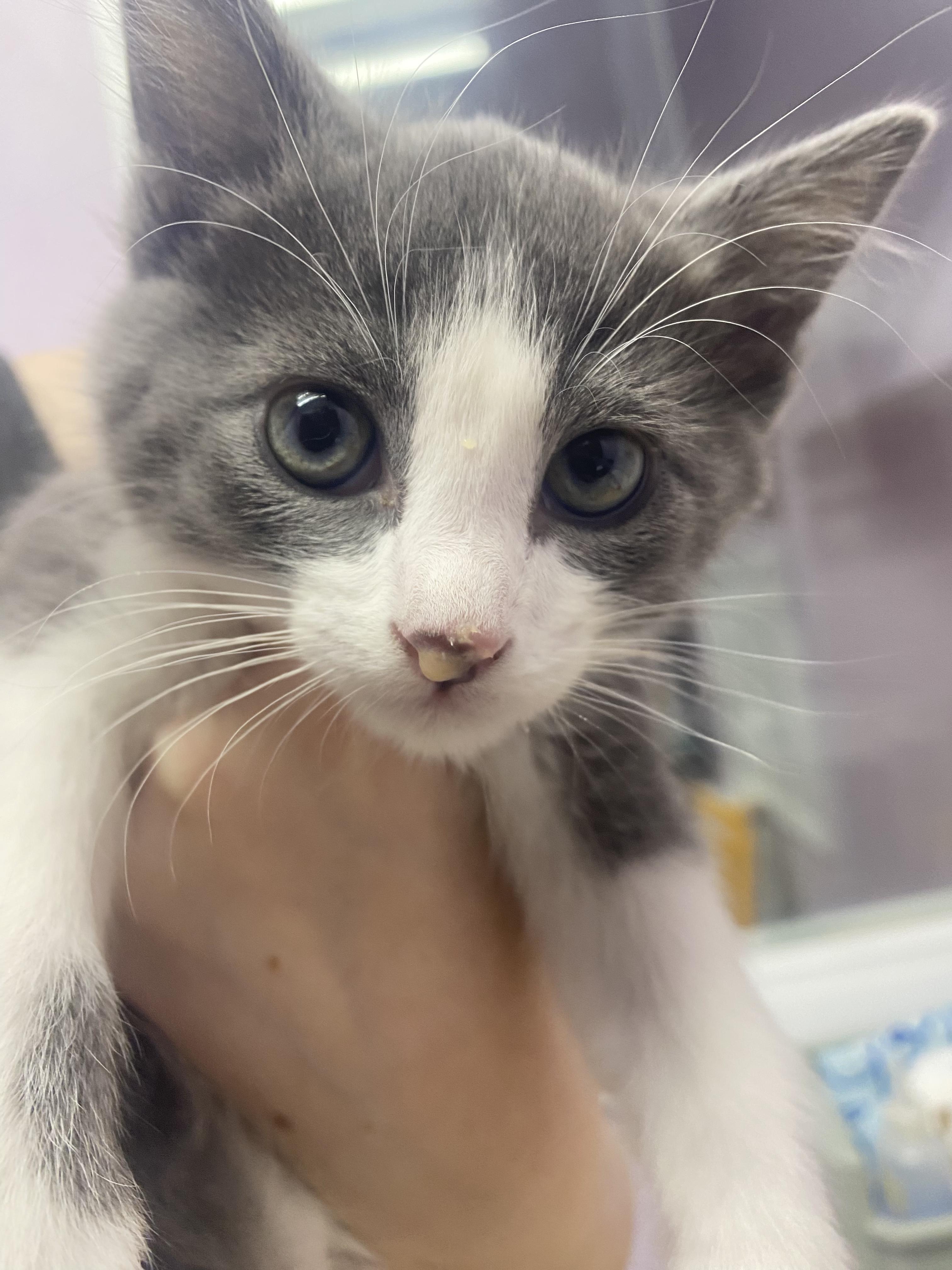 Caleb, Adopted, Young Male Domestic Short Hair.