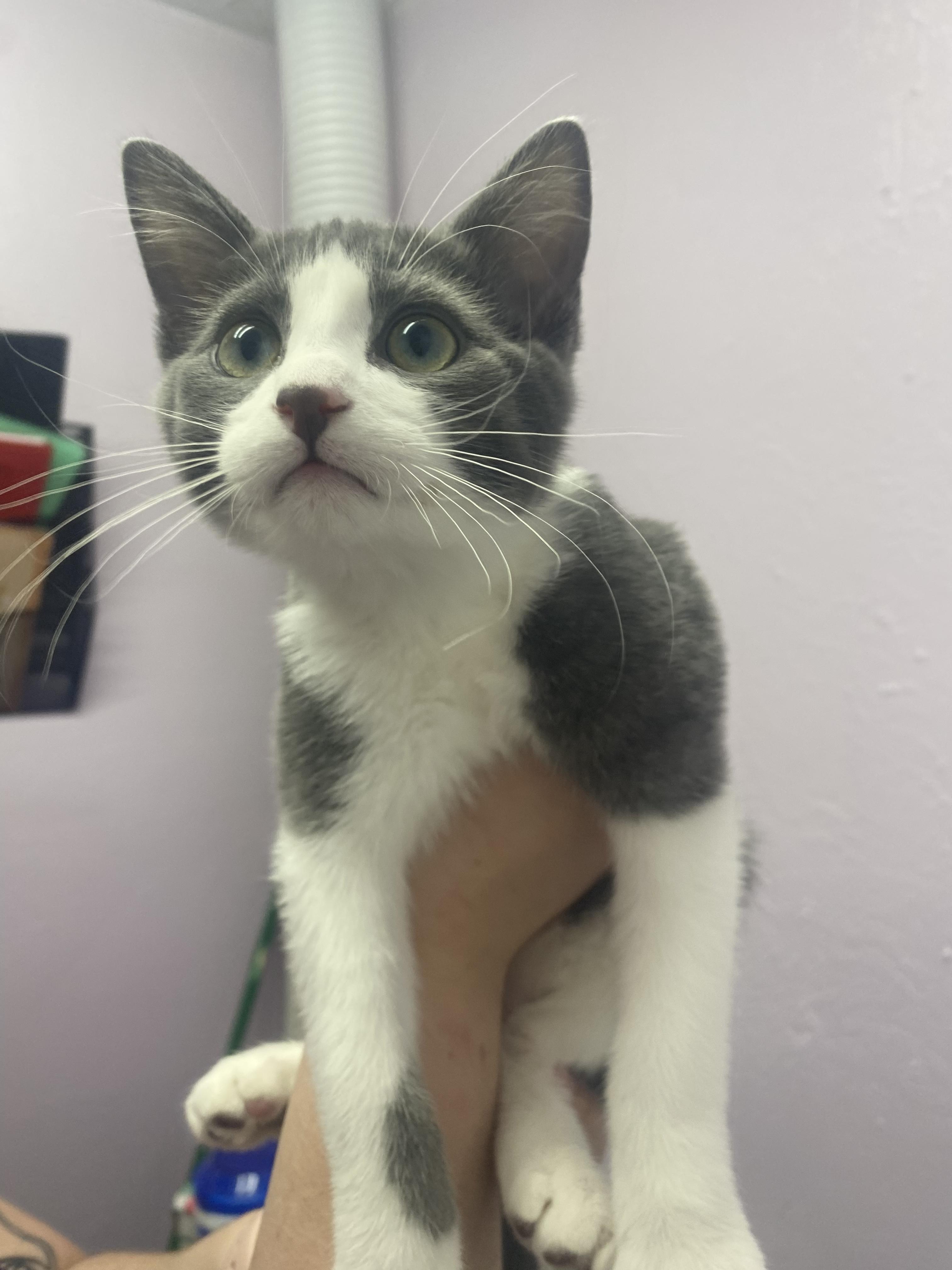 Enlarge Caleb, a Adopted mixed breed in Lakewood, CO image 2/2