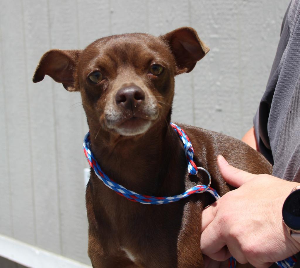 Enlarge Newton, a Adoptable mixed breed in Vacaville, CA image 1/1