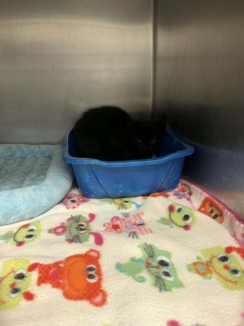 Enlarge BLACKY, a Adoptable Domestic Short Hair in Belleville, IL image 1/1