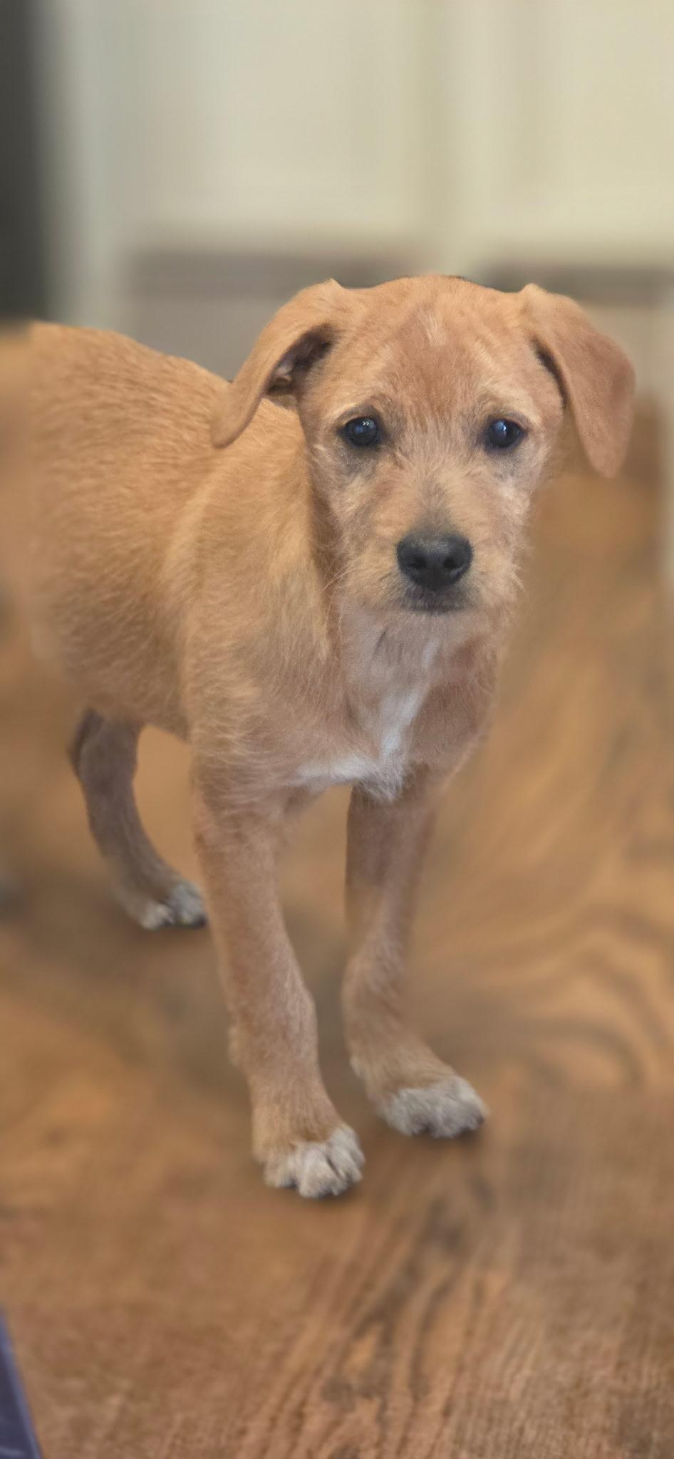 Enlarge Robbie, a ADOPTABLE mixed breed in Kimball, MI image 2/2