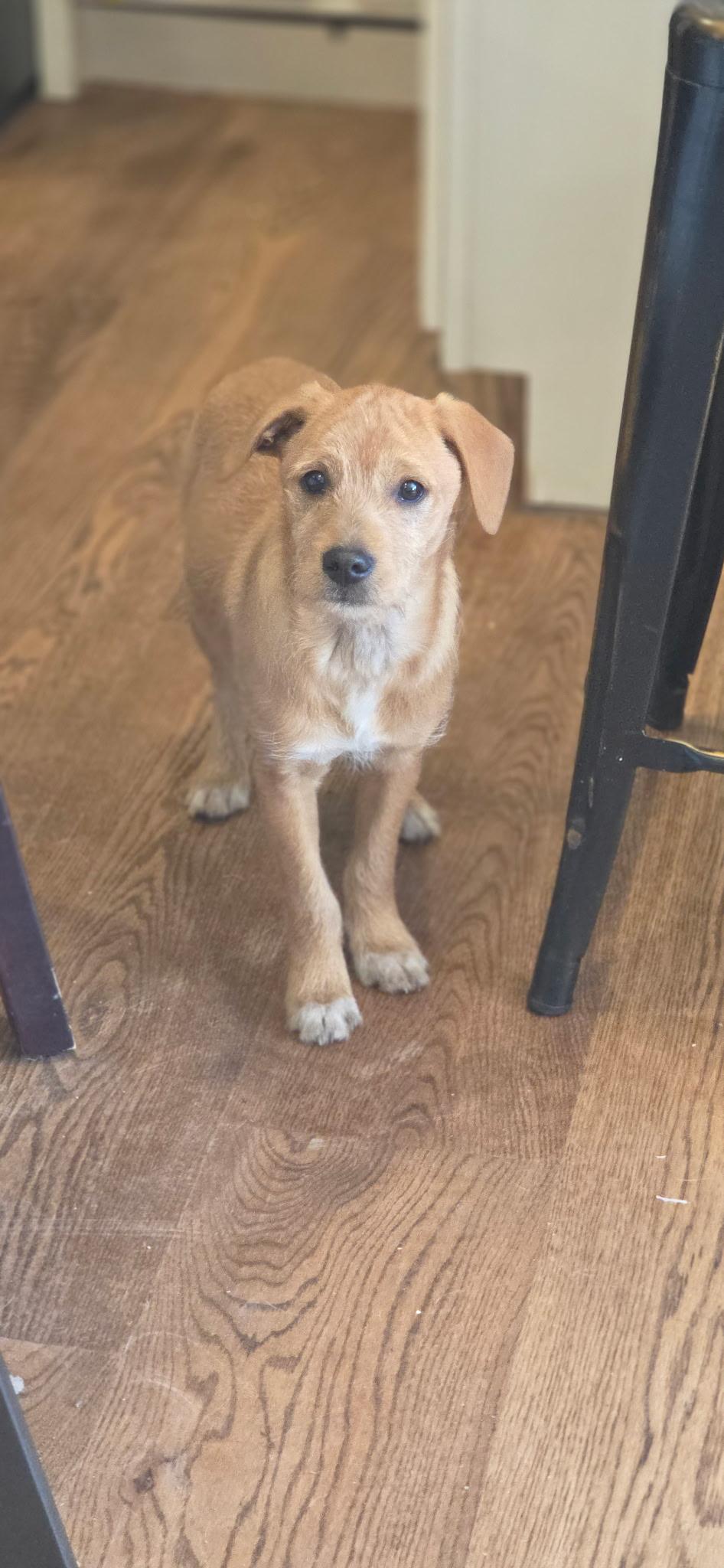 Robbie, ADOPTABLE, Puppy Male Goldendoodle & Jack Russell Terrier.