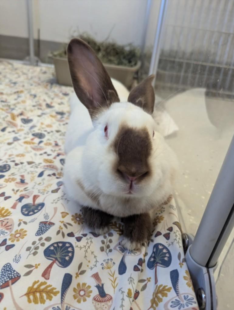ANNABELLE*, Adoptable, Young Female Bunny Rabbit.