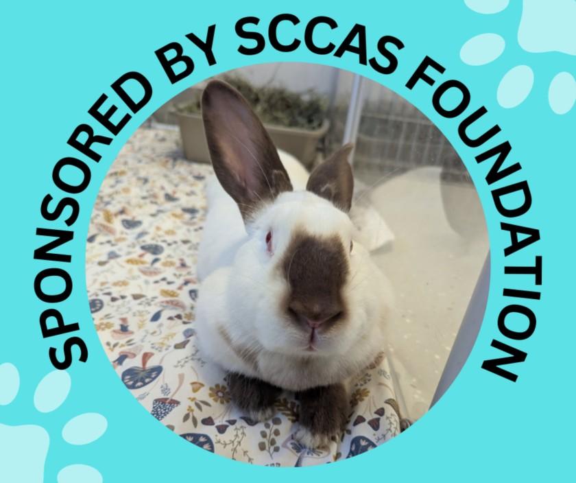 ANNABELLE*, Adoptable, Young Female Bunny Rabbit.