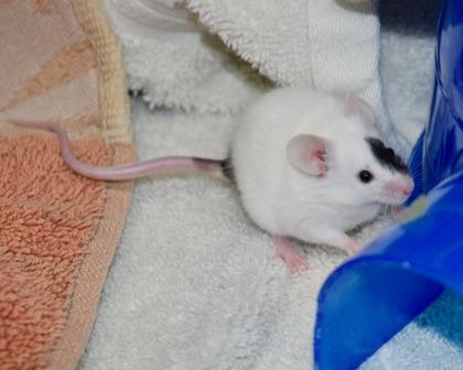 Enlarge Peach, a Adoptable mixed breed in West Seneca, NY image 1/3