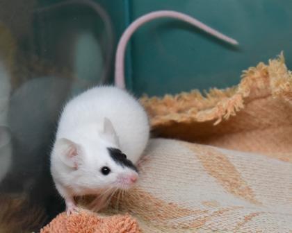 Enlarge Peach, a Adoptable mixed breed in West Seneca, NY image 2/3