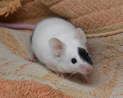 Enlarge Peach, a Adoptable mixed breed in West Seneca, NY image 3/3