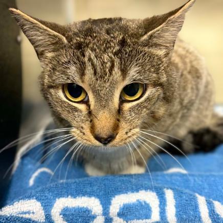 Jasmine, Adoptable, Young Female Domestic Short Hair.