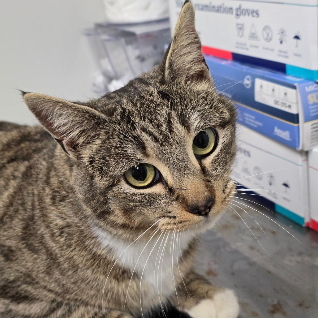 Enlarge Jasmine, a Adoptable Domestic Short Hair in Concord, NC image 2/3