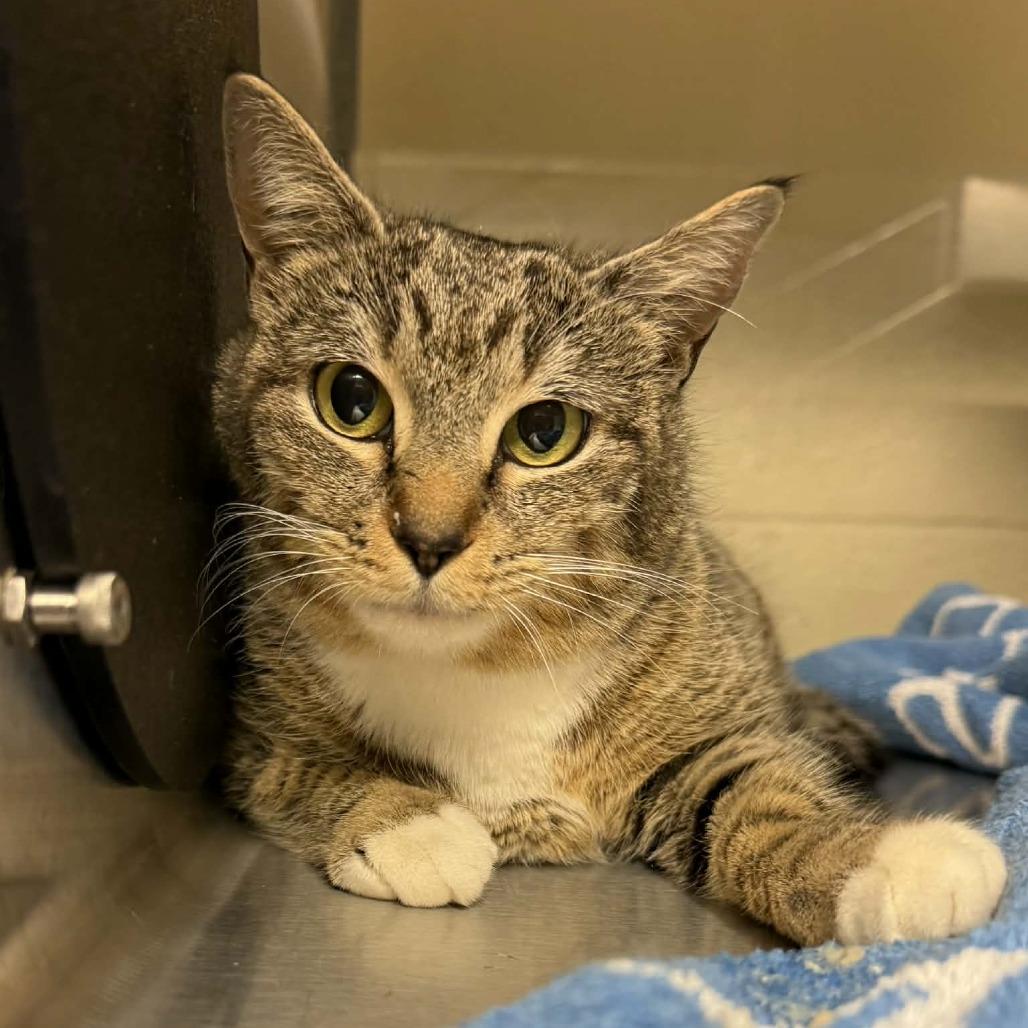 Enlarge Jasmine, a Adoptable Domestic Short Hair in Concord, NC image 3/3