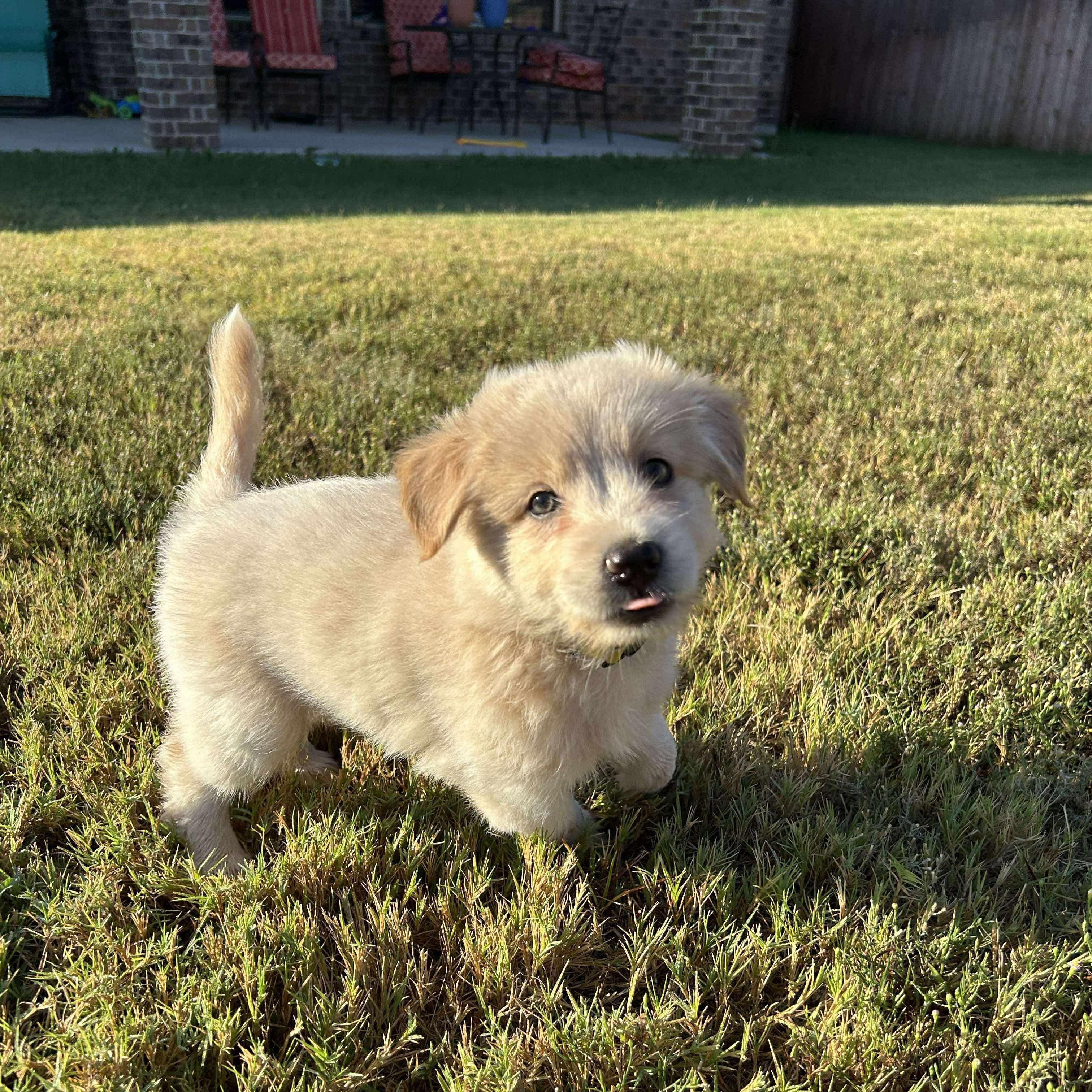 Sugar’s Blonde Babies