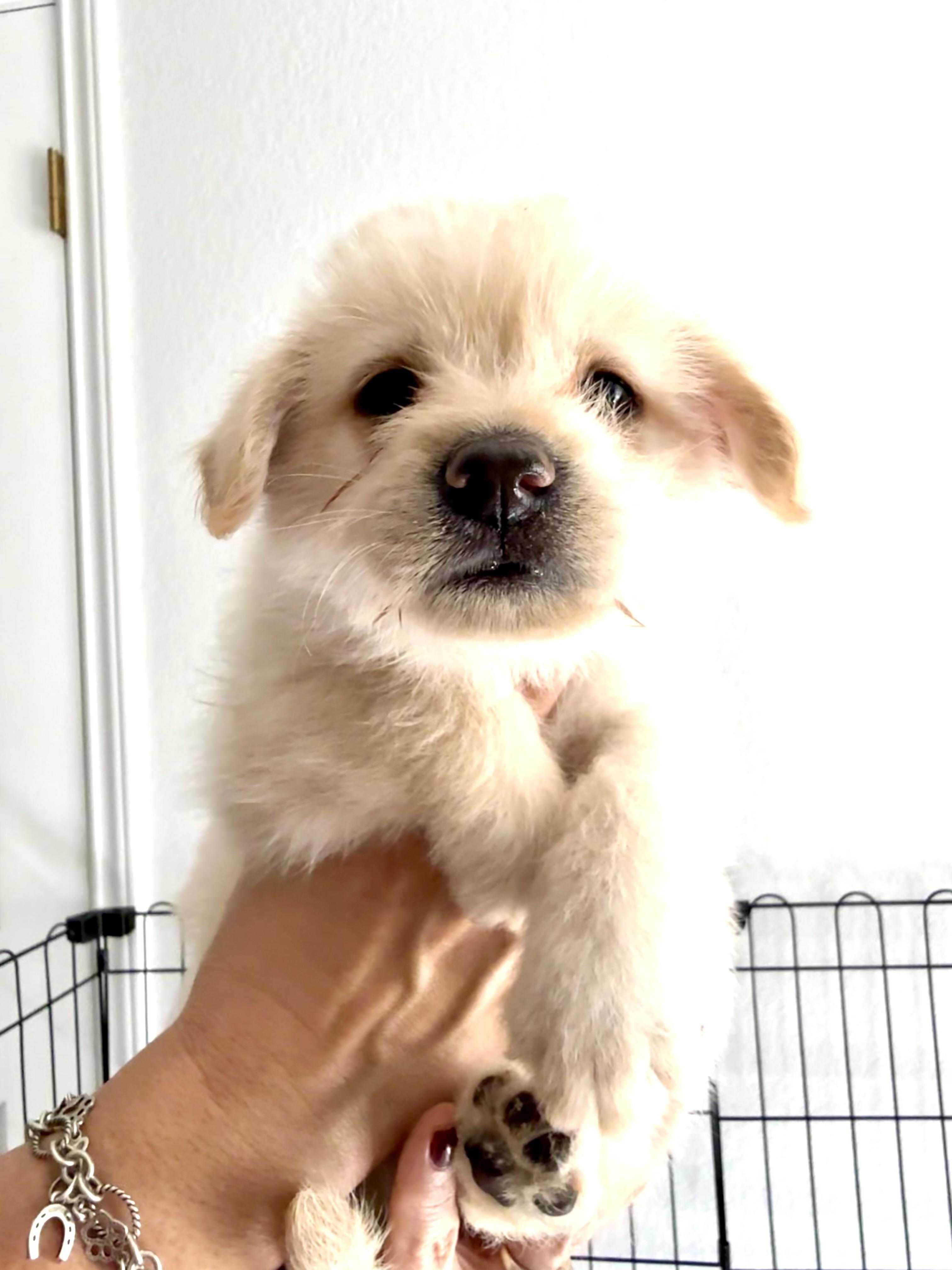 Sugar’s Blonde Babies