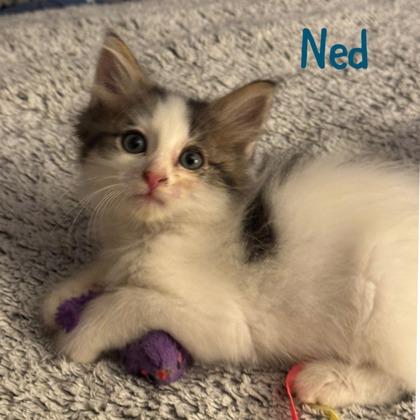 Ned photo
