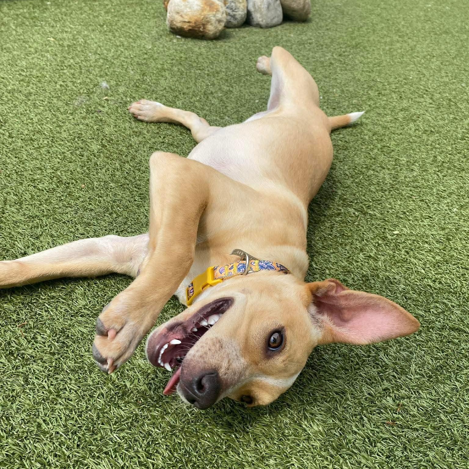 EVITA, ADOPTABLE, Young Female Mixed Breed.