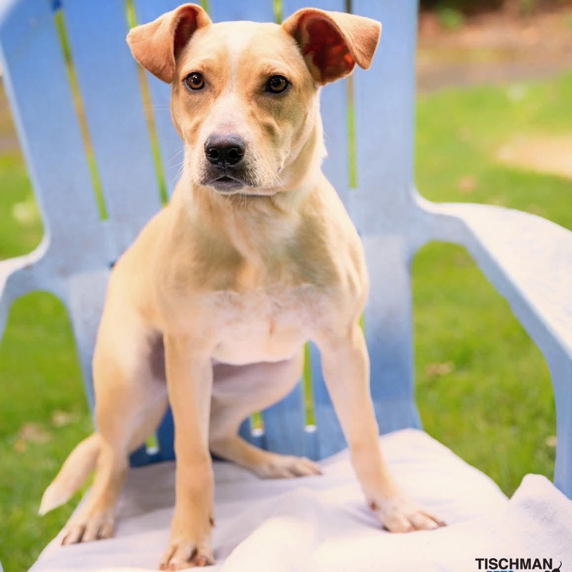 EVITA, a ADOPTABLE mixed breed in Stamford, CT image 6/6