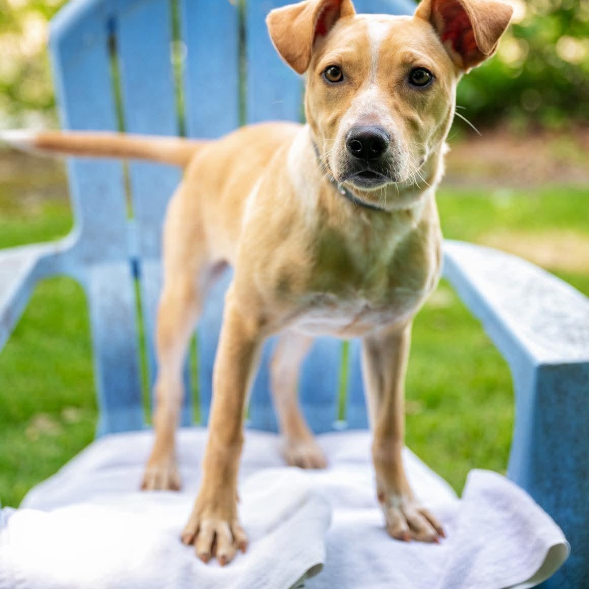 EVITA, a ADOPTABLE mixed breed in Stamford, CT image 5/6