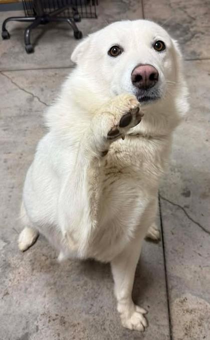 Enlarge Sapphire, a Adoptable mixed breed in Lampasas, TX image 1/3