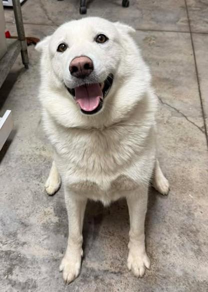 Enlarge Sapphire, a Adoptable mixed breed in Lampasas, TX image 2/3