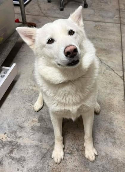 Enlarge Sapphire, a Adoptable mixed breed in Lampasas, TX image 3/3