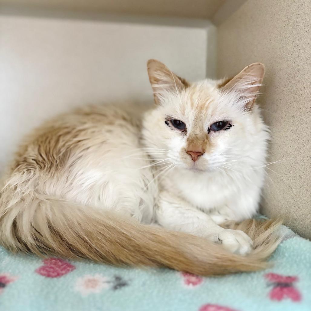 Adaline, a Adoptable Domestic Long Hair in Great Falls, MT image 1/2
