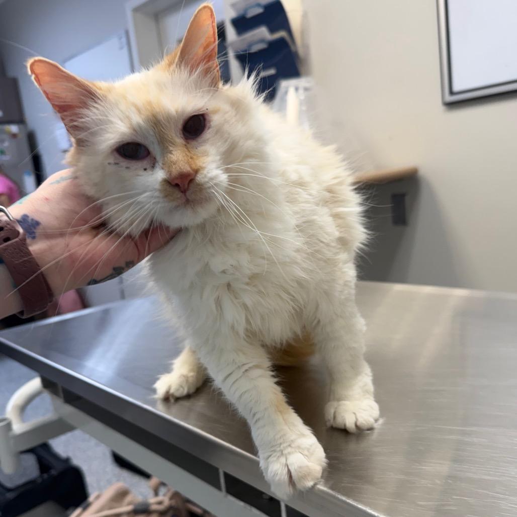 Enlarge Adaline, a Adoptable Domestic Long Hair in Great Falls, MT image 1/2
