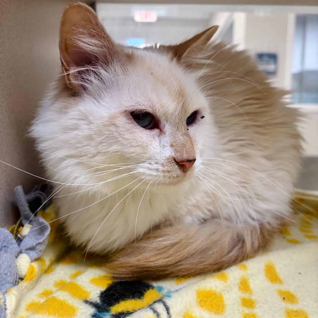 Adaline, a Adoptable Domestic Long Hair in Great Falls, MT image 1/2
