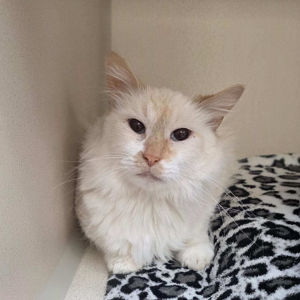 Adaline, Adoptable, Adult Female Domestic Long Hair.