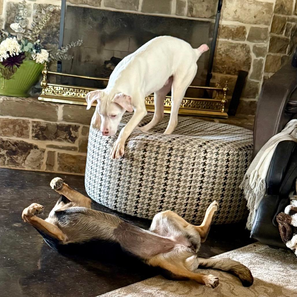 Powder, Adoptable, Young Male English Pointer.