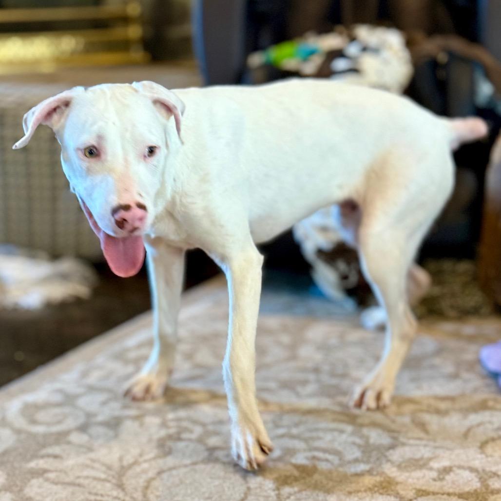 Enlarge Powder, a Adoptable mixed breed in Ennis, TX image 6/6