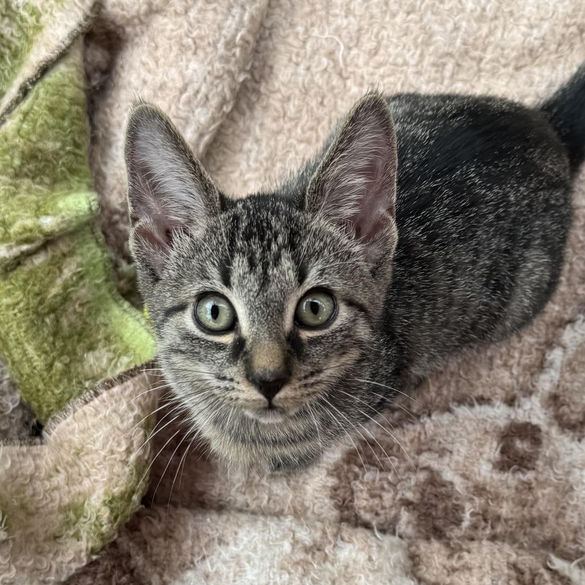 Sloan, Adoptable, Kitten Male Tabby & Domestic Short Hair.