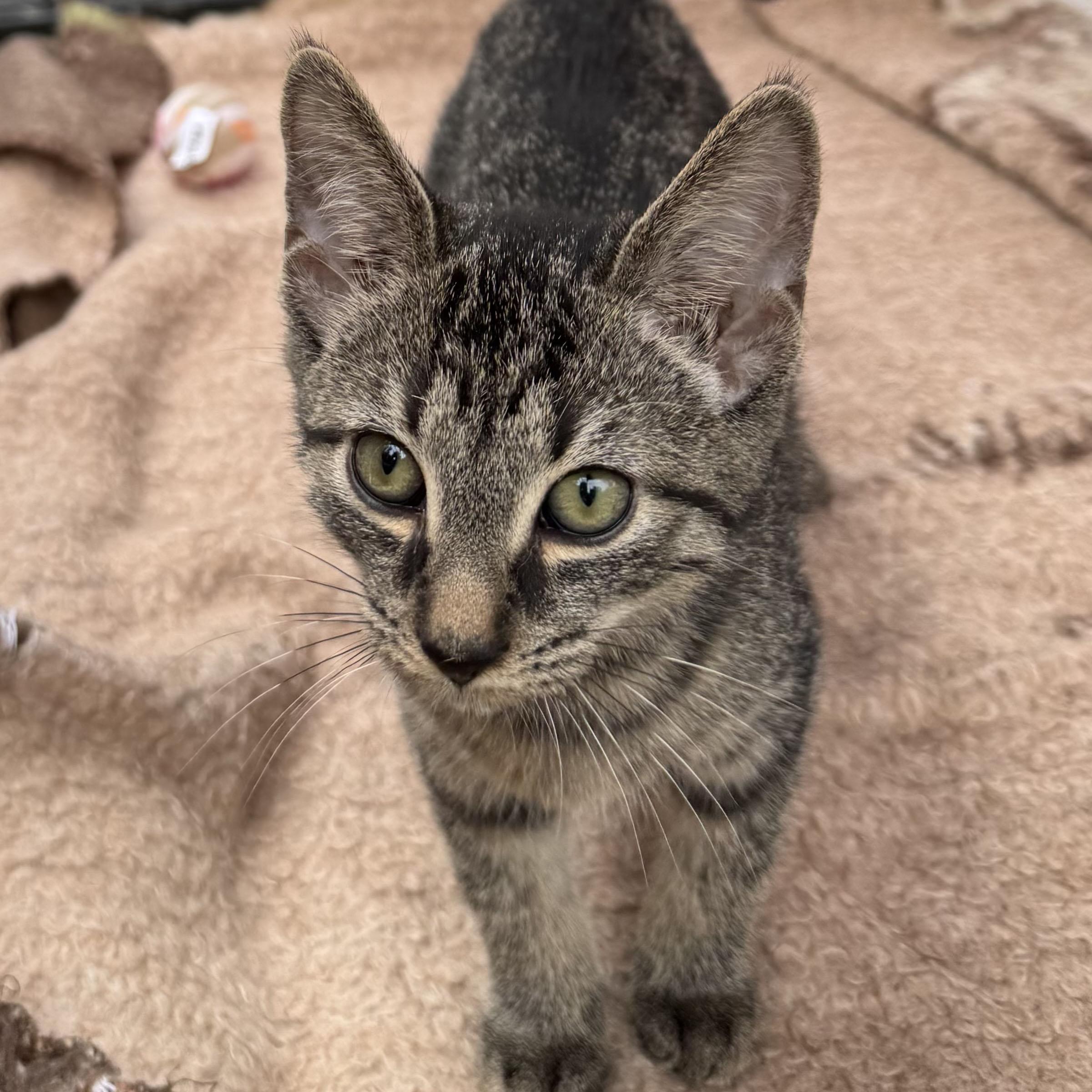 Enlarge Sloan, a Adoptable mixed breed in Harrisburg, PA image 3/3