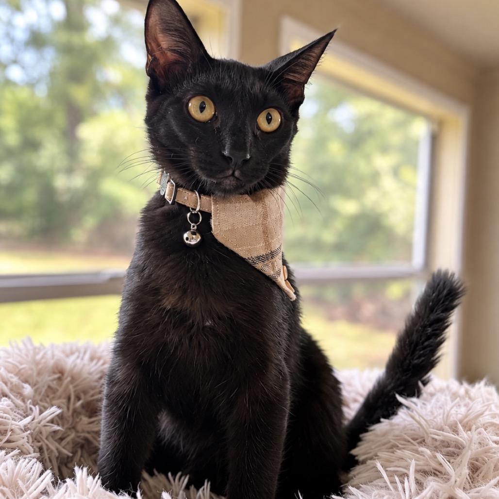 Bill Nye the Science Guy, Adoptable, Kitten Male American Shorthair.