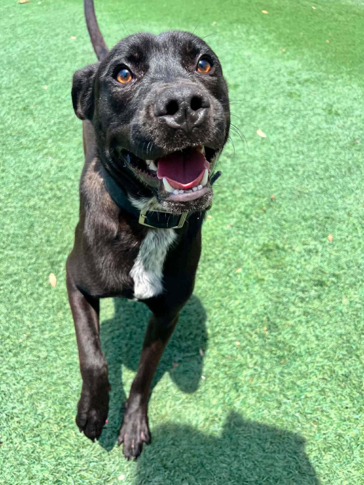 Jett-$75 Adoption Fee! Diamond Dog!, Adoptable, Adult Male Labrador Retriever & Pit Bull Terrier.