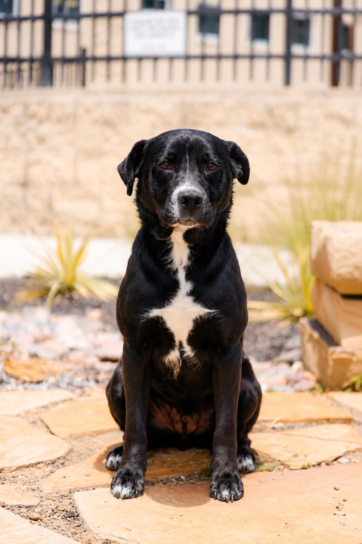 Enlarge Jett-$75 Adoption Fee! Diamond Dog!, a Adoptable mixed breed in Rockwall, TX image 2/3