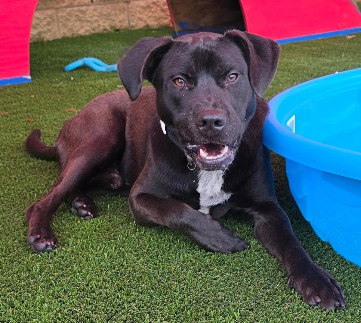 Enlarge Jett-$75 Adoption Fee! Diamond Dog!, a Adoptable mixed breed in Rockwall, TX image 3/3