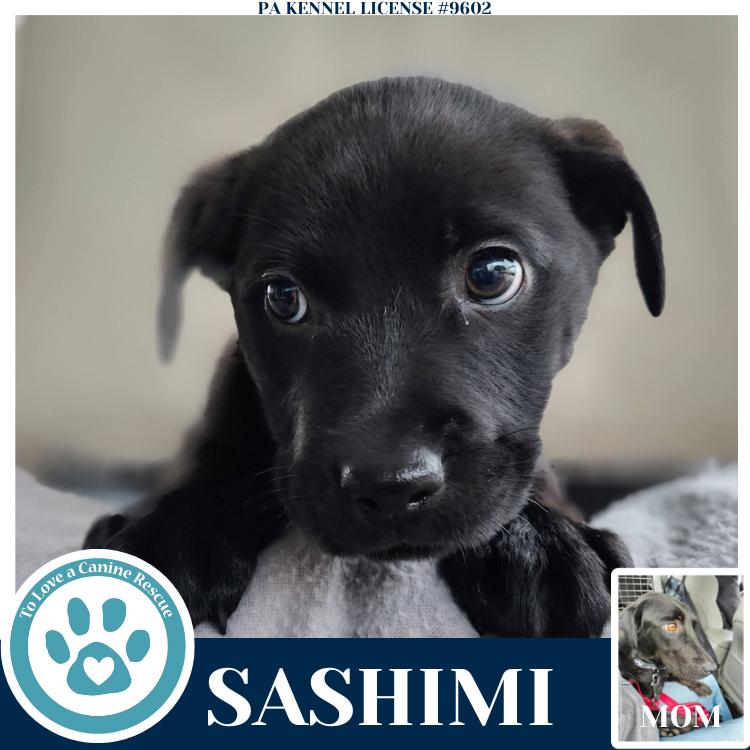 Sashimi (Edamame's Bento Babies) 120625, Adoptable, Puppy Female Labrador Retriever.