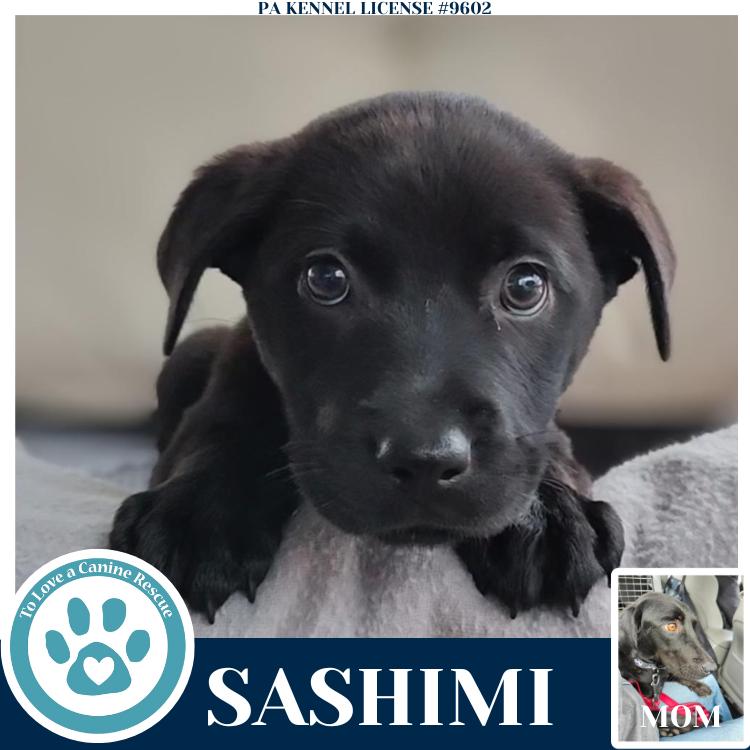 Sashimi (Edamame's Bento Babies) 120625, a Adoptable Labrador Retriever in Kimberton, PA image 2/5