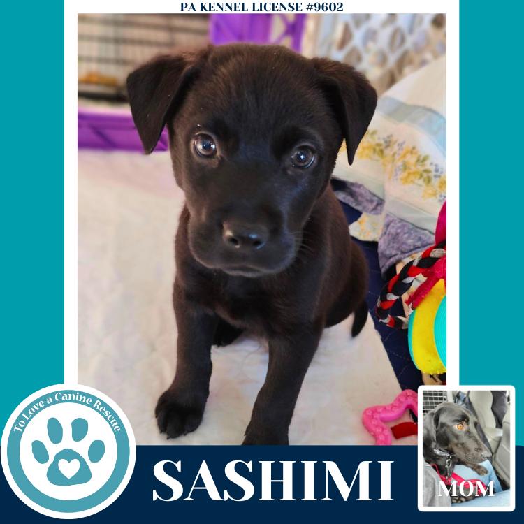 Sashimi (Edamame's Bento Babies) 120625, a Adoptable Labrador Retriever in Kimberton, PA image 3/5