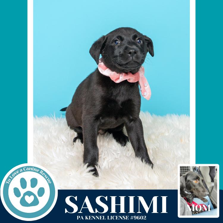 Sashimi (Edamame's Bento Babies) 120625, a Adoptable Labrador Retriever in Kimberton, PA image 4/5
