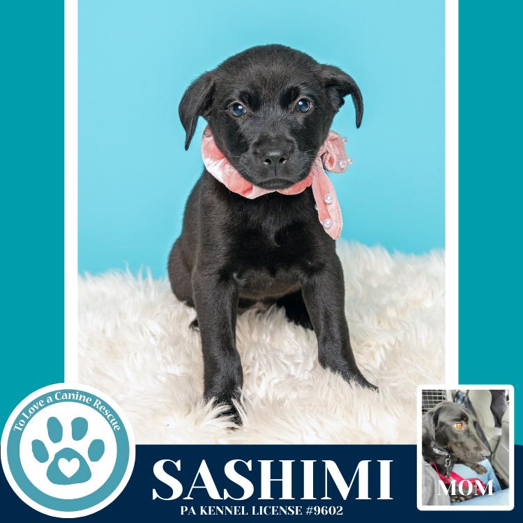 Sashimi (Edamame's Bento Babies) 120625, a Adoptable Labrador Retriever in Kimberton, PA image 5/5