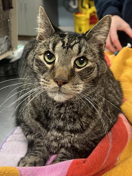 Pepper — thumbnail 2