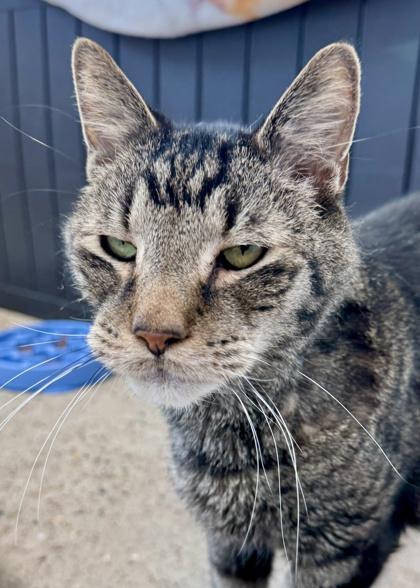 Pepper — thumbnail 3