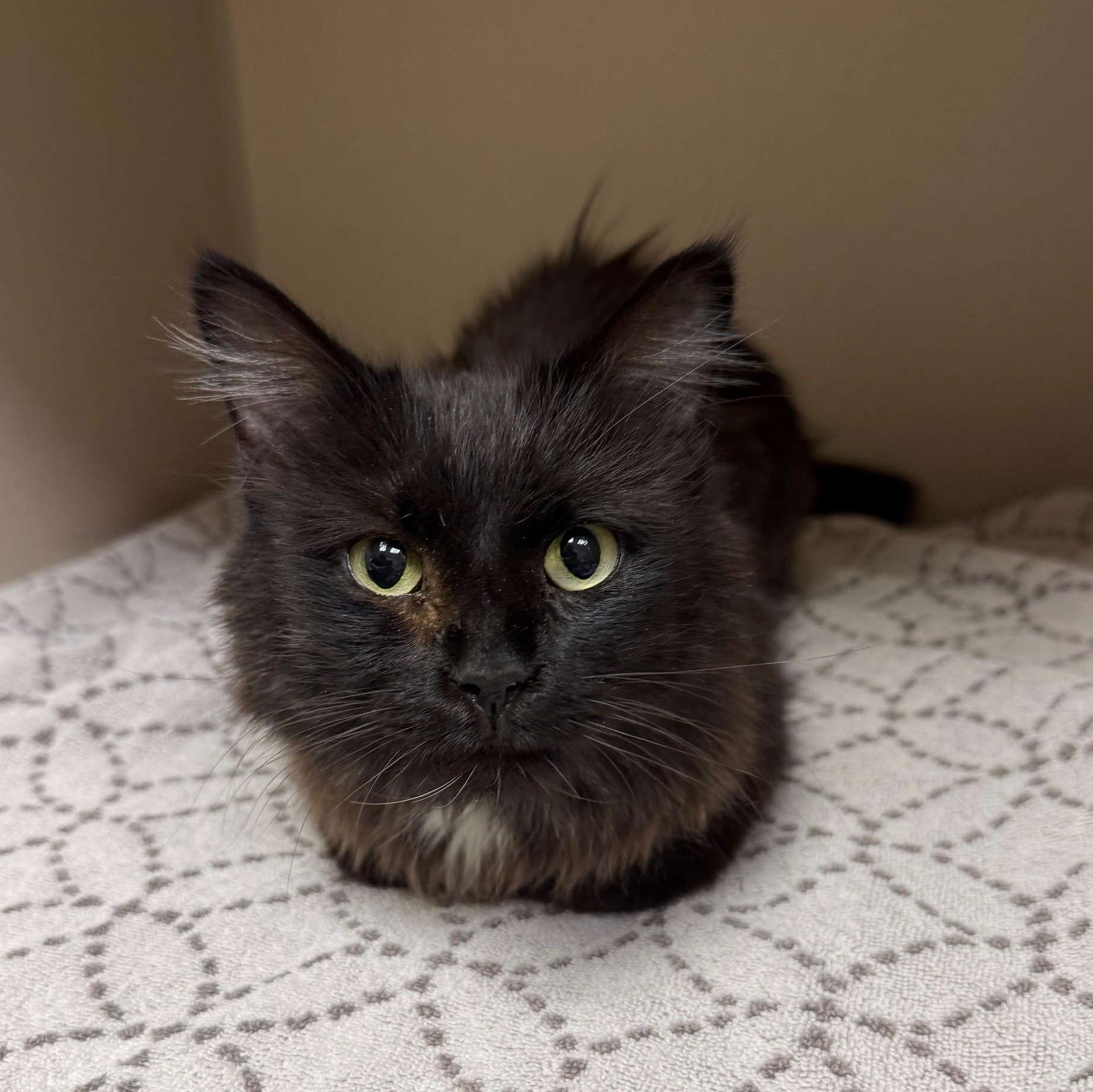 Enlarge Scaredy, an adoptable Domestic Long Hair in Kearney, NE image 1/1