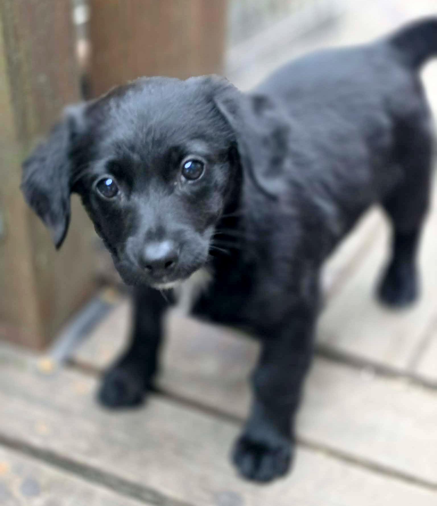 Pop-It (Fireworks litter), an adoptable mixed breed in Silvana, WA image 3/5